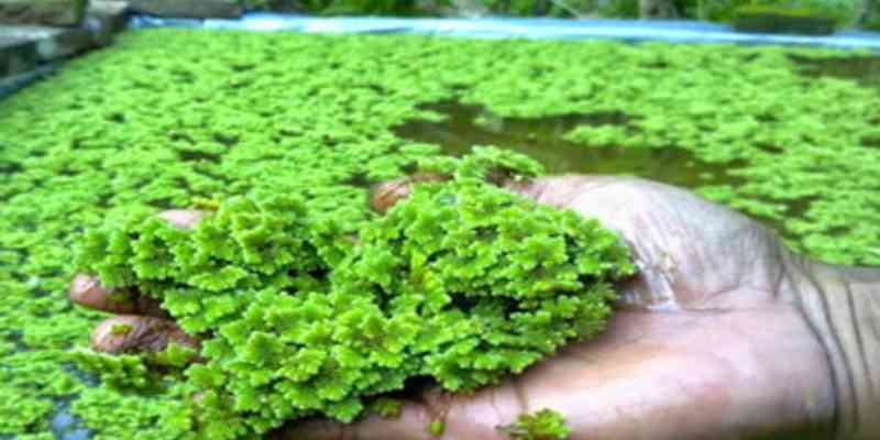 Azolla Farming in Kenya: A Comprehensive Guide