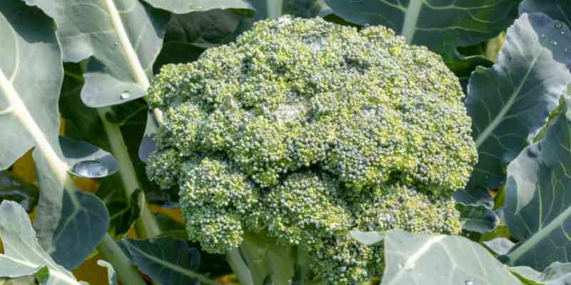 Broccoli Farming in Kenya: A Profitable Agribusiness