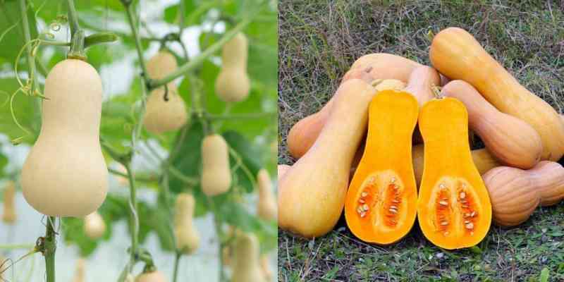 Butternut Farming in Kenya: A Profitable Guide
