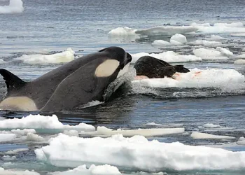 Southern Ocean