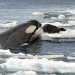 Southern Ocean