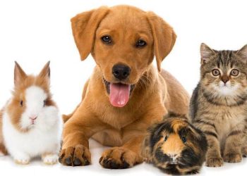 List of Best Animals & Pets Companies in Kuwait