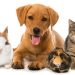 List of Best Animals & Pets Companies in Kuwait