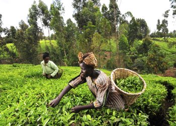 Microinsurance in Kenya: Affordable Protection for Gig Workers