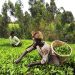 Microinsurance in Kenya: Affordable Protection for Gig Workers