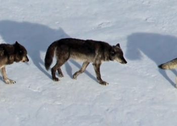 O-Six (Yellowstone Wolf)