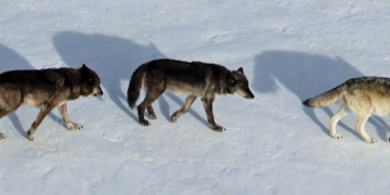 O-Six (Yellowstone Wolf)