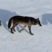 O-Six (Yellowstone Wolf)