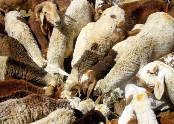 Kenya Approves Import of Sheep, Goat Genetic Material