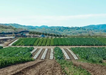 Land Subdivision Process in Kenya
