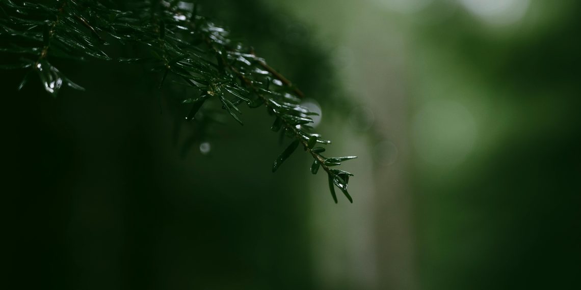 What You Should (and Shouldn’t) Put in Christmas Tree Water