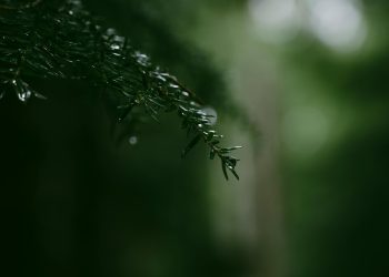 What You Should (and Shouldn’t) Put in Christmas Tree Water