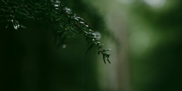 What You Should (and Shouldn’t) Put in Christmas Tree Water