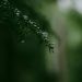 What You Should (and Shouldn’t) Put in Christmas Tree Water