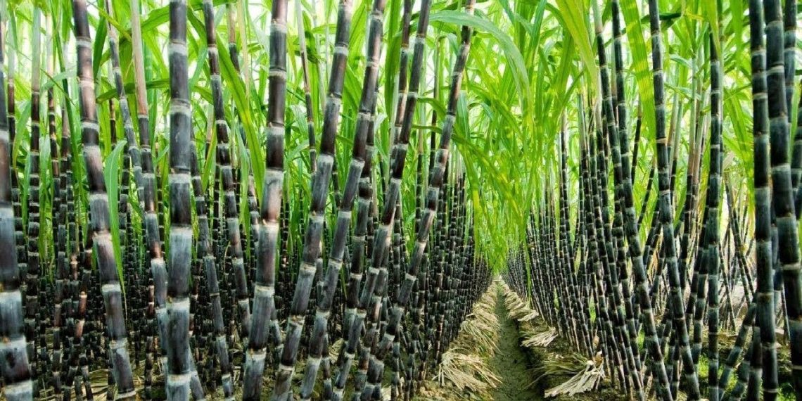 Sugarcane Plantation
