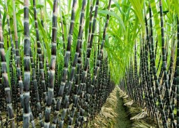 Sugarcane Plantation