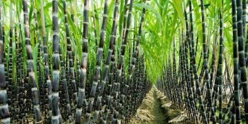 Sugarcane Plantation