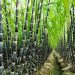 Sugarcane Plantation