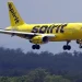 Spirit Airlines airplane in bright yellow livery descending for landing with landing gear deployed