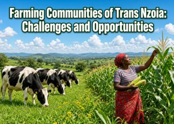 Dairy cows and a woman inspecting maize in Trans Nzoia farming communities