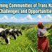 Dairy cows and a woman inspecting maize in Trans Nzoia farming communities