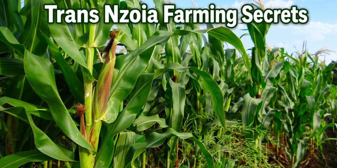 Healthy green maize field in Trans Nzoia County under a clear blue sky
