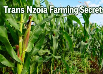 Healthy green maize field in Trans Nzoia County under a clear blue sky