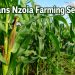 Healthy green maize field in Trans Nzoia County under a clear blue sky