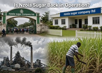 Nzoia Sugar Company entrance, office building and farmer cutting cane with text “Is Nzoia Sugar Back in Operation?” Caption: